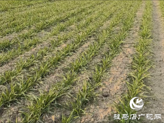 驻马店：做好低温冻害办理 确保小麦平安