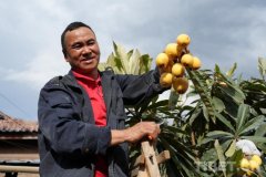 <b>【和美“乡”遇】摘得枇杷一树“金”：</b>